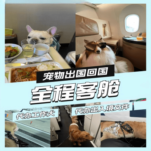 昌都地区宠物托运到白俄罗斯宠物入境规定和要求
